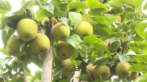 安溪村集體經(jīng)濟(jì)結(jié)碩果 2500余村民喜獲30余萬元分紅，農(nóng)副產(chǎn)品銷售助力鄉(xiāng)村振興