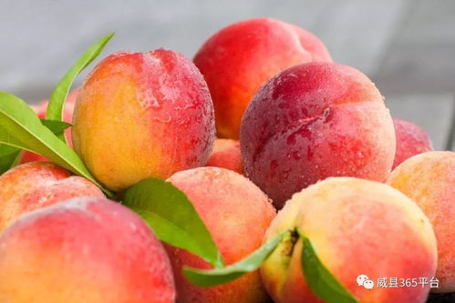 國家教育部助力威縣農副產品銷售 威縣農民的福音