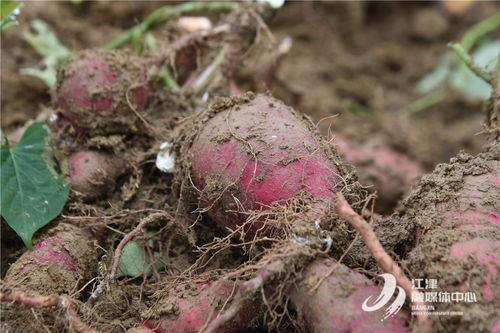 龍華農慶村 田間地頭迎豐收，農副產品銷售添薯光