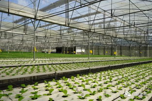 鄉村振興丨串珠成鏈 白坭連片鄉村振興功能集聚區亮點逐個睇，食品銷售聚集成效顯著