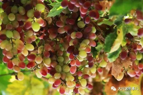 大興冬棗 甜蜜果實(shí)背后的動(dòng)人故事